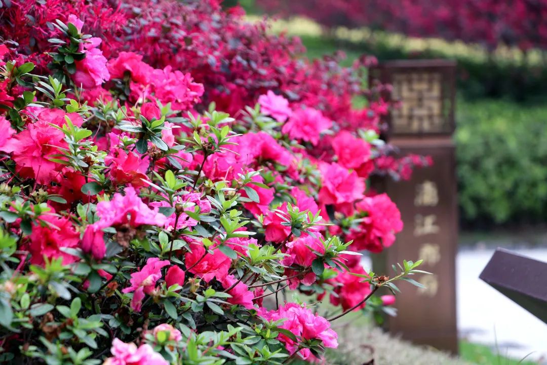 沙巴